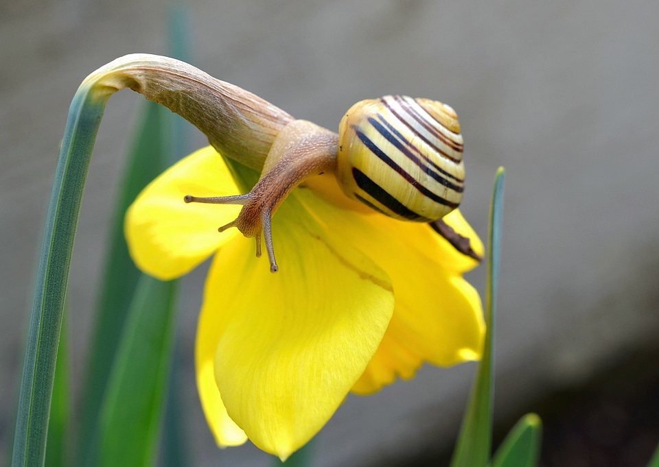 Daffodil blossom bloom
