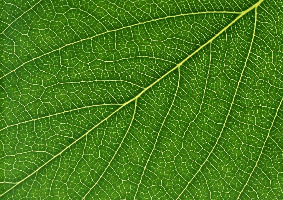 green leaf close up nature background