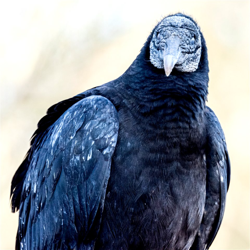 Vulture