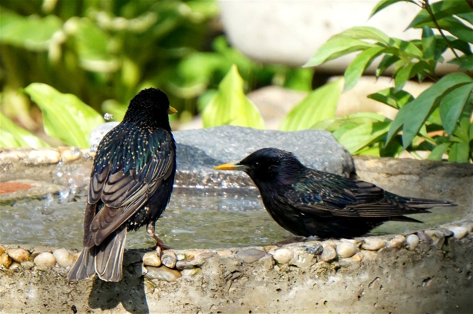 European Starling