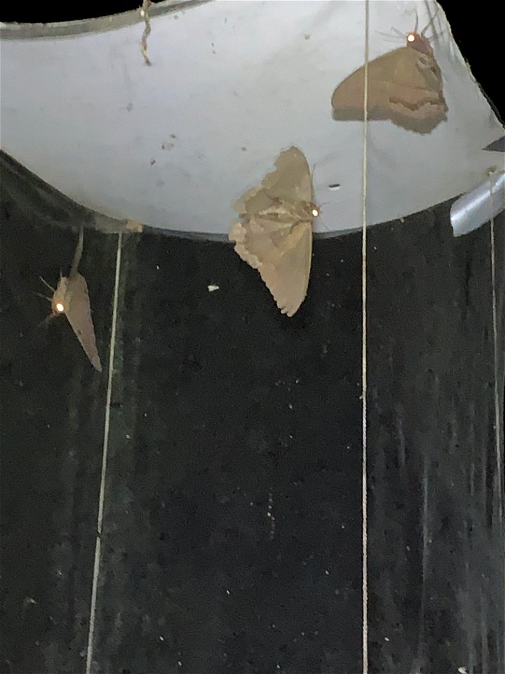 The ‘uncommon’ Black Witch Moth