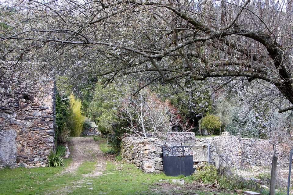 camino en el bosque