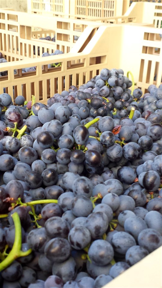 Uva Valpolicella | Lorenzo Fidora