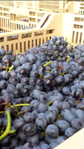 Uva Valpolicella | Lorenzo Fidora