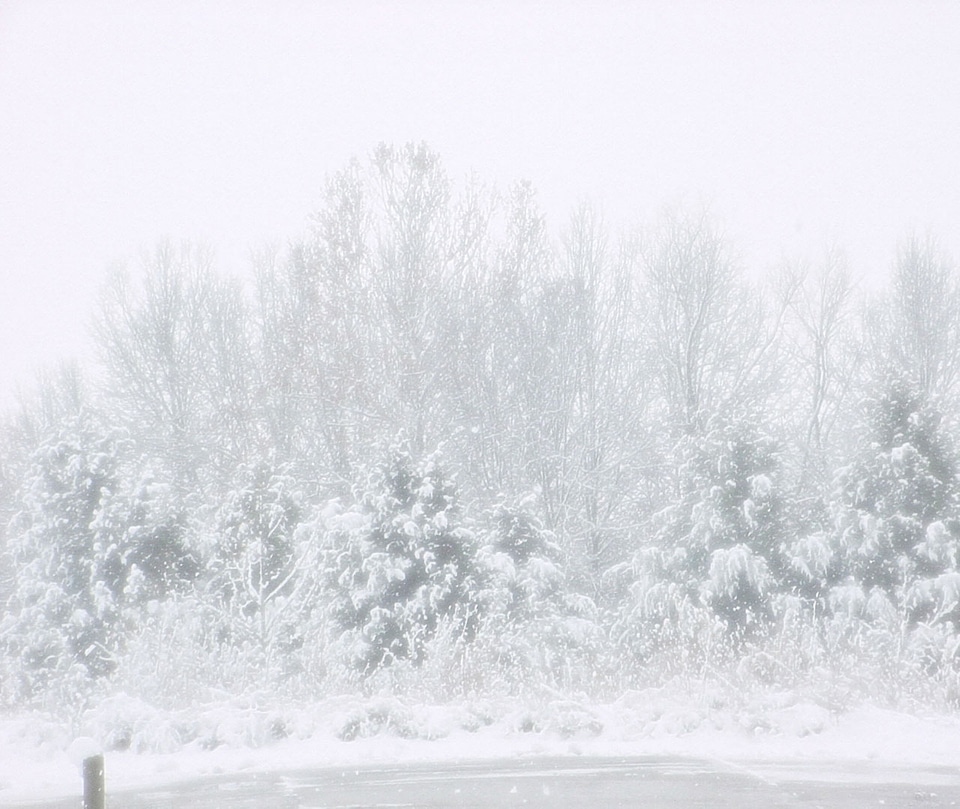 Winter Trees In Snow