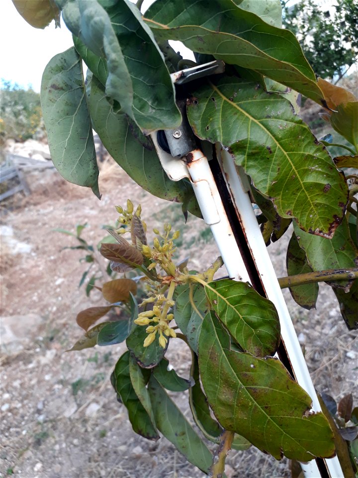 Avocado Tree