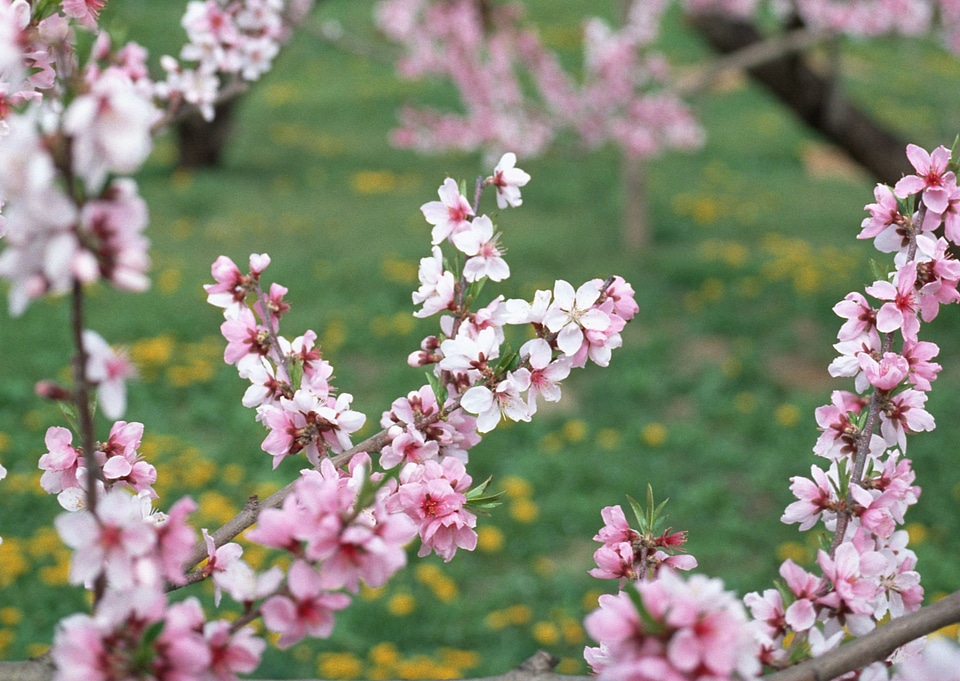 Flowers of the cherry blossoms