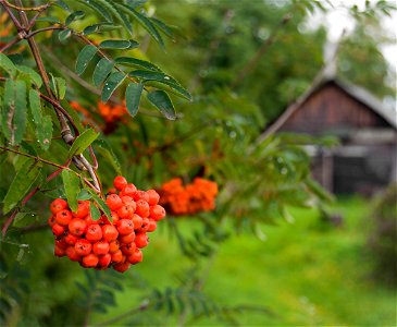 Рябина (Rowan-tree)