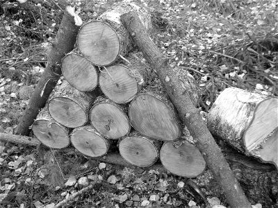Woodpile