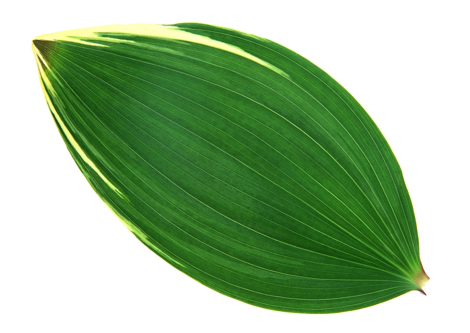 Tree green leave isolated on white background