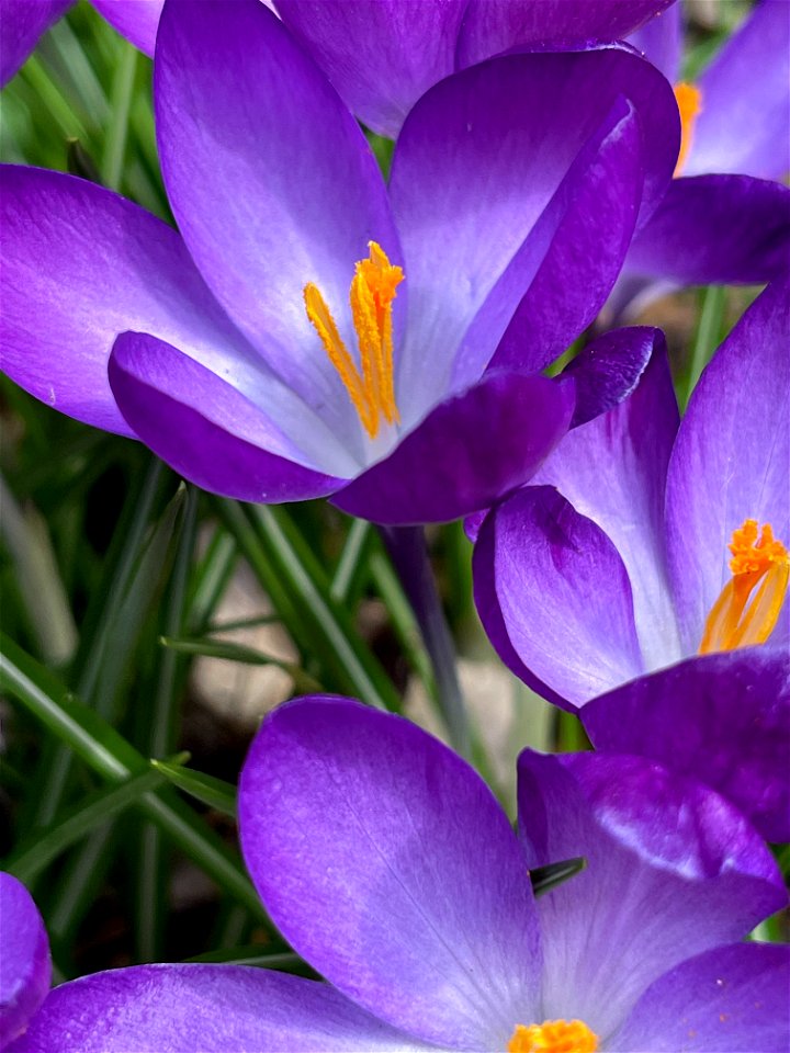 Crocus