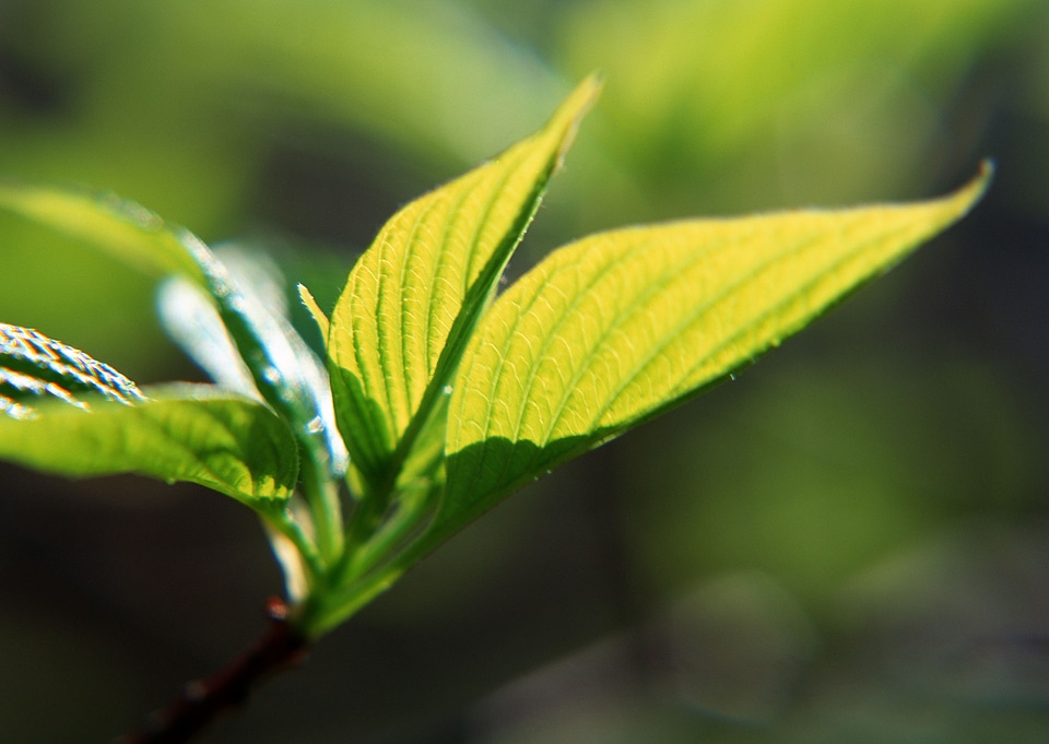 Close up fresh tea leaves