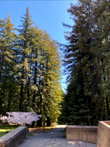 Redwood Trees UCSC photo