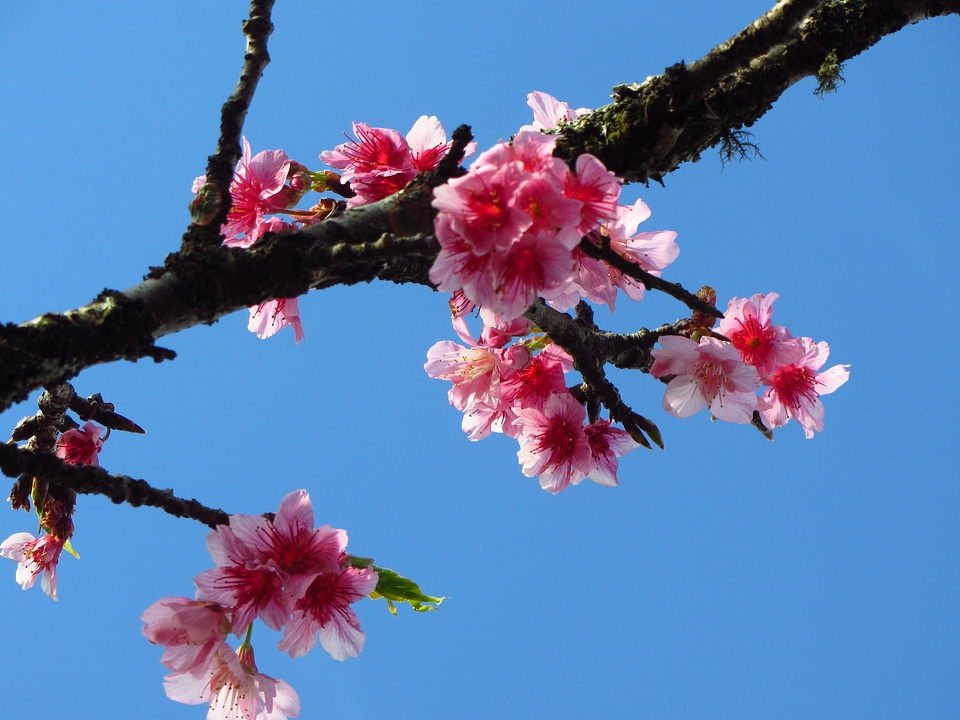 Cherry blossom with blue sky