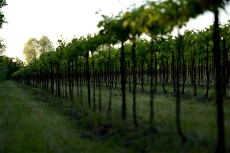 I vigneti | Lorenzo Fidora Tenuta Civranetta Cona