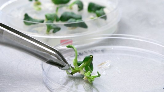 Brassica shoot regeneration – part of the gene editing process