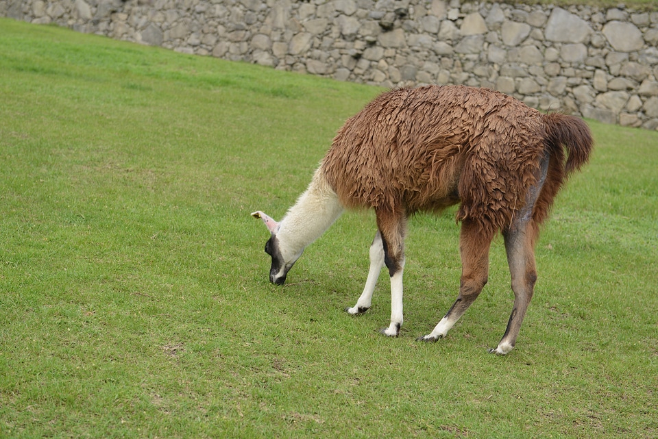 Llama in front of ancient inca town of Machu Picchu
