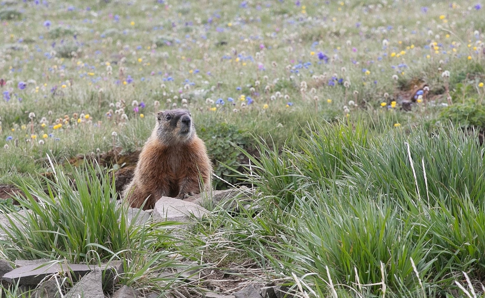 Yellow-bellied marmot