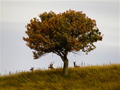 Sous l'arbre