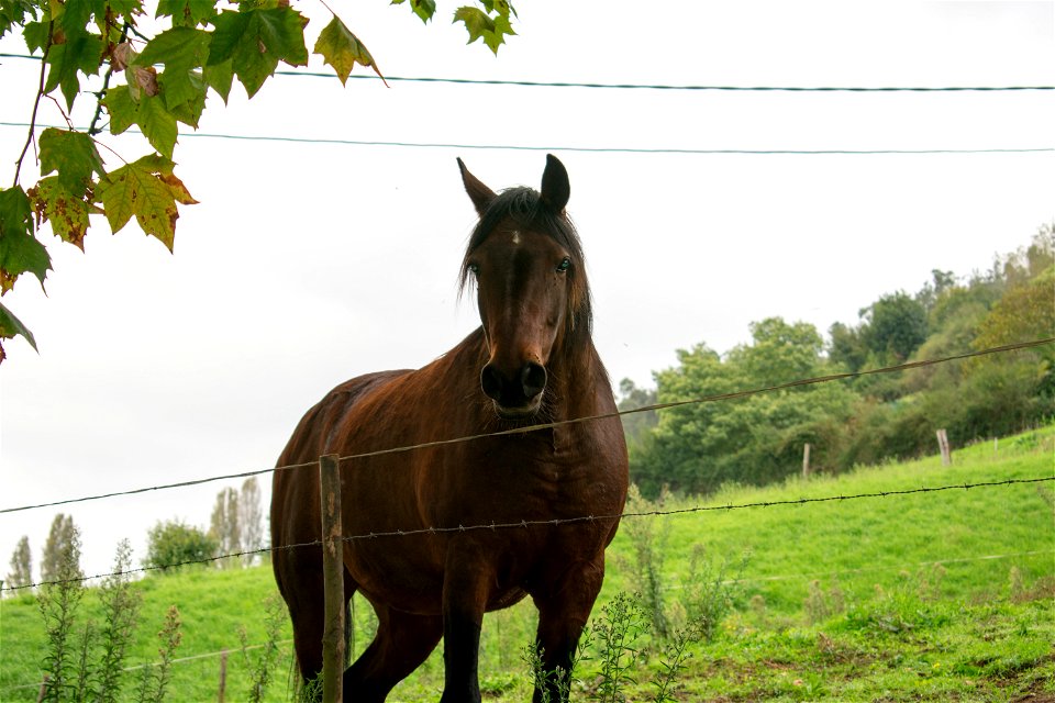 Caballo DSC_0036
