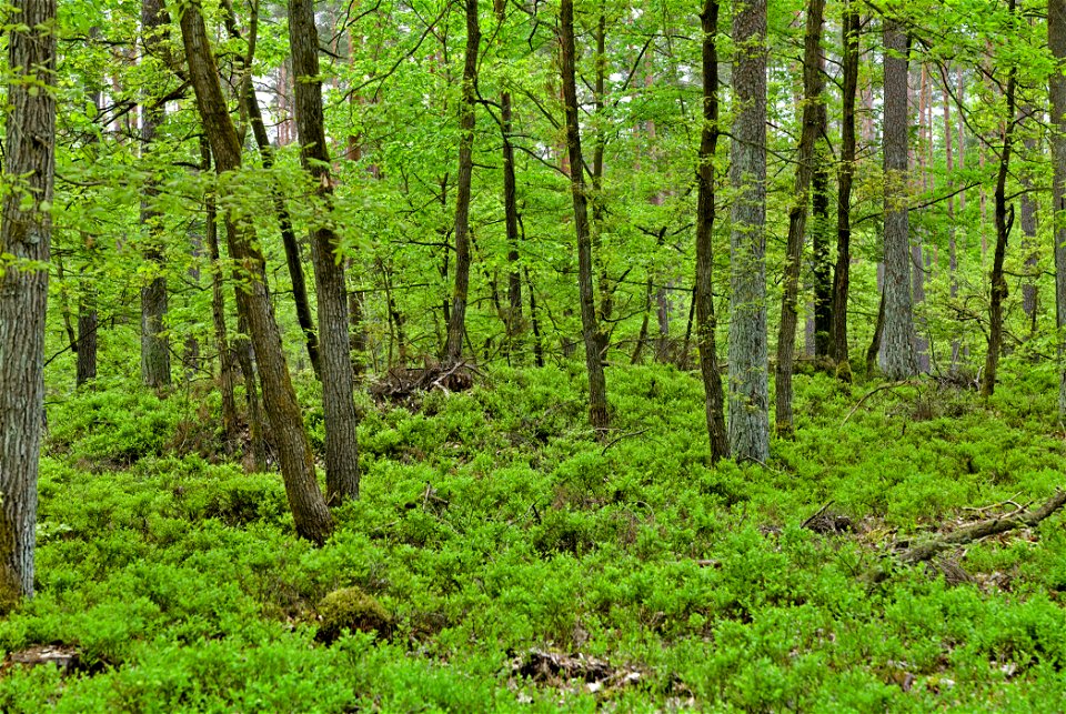 LSG Fürstenberger Wald- und Seengebiet 03