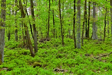 LSG Fürstenberger Wald- und Seengebiet 03 photo