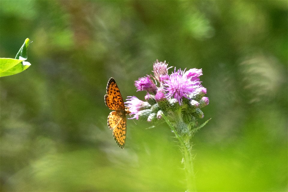 silver-boredered fritillary - bois blanc, mi
