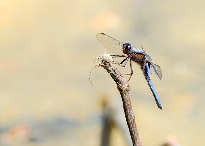 Blue Corporal Dragonfly photo