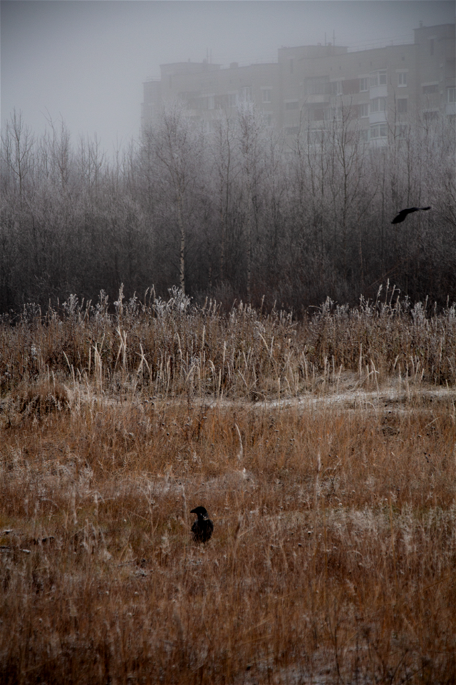 Поле / Grass