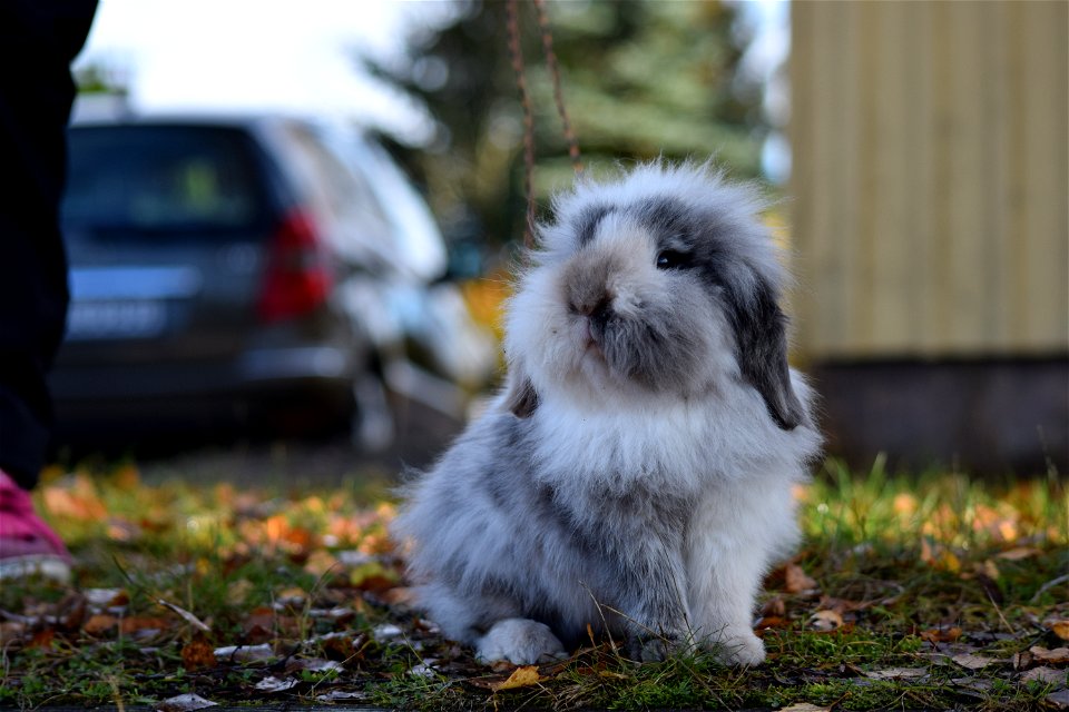 Bunnyjump