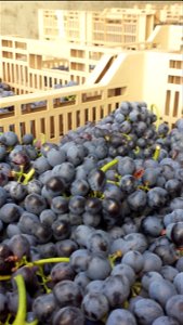 Uva Valpolicella | Lorenzo Fidora