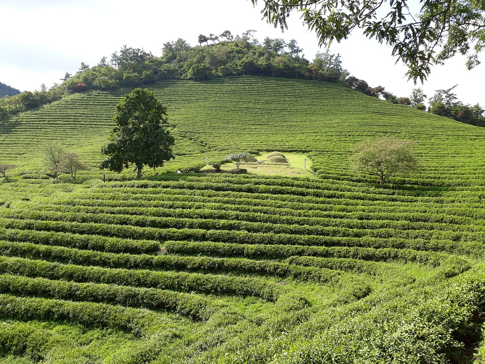 Boseong Green Tea Fields