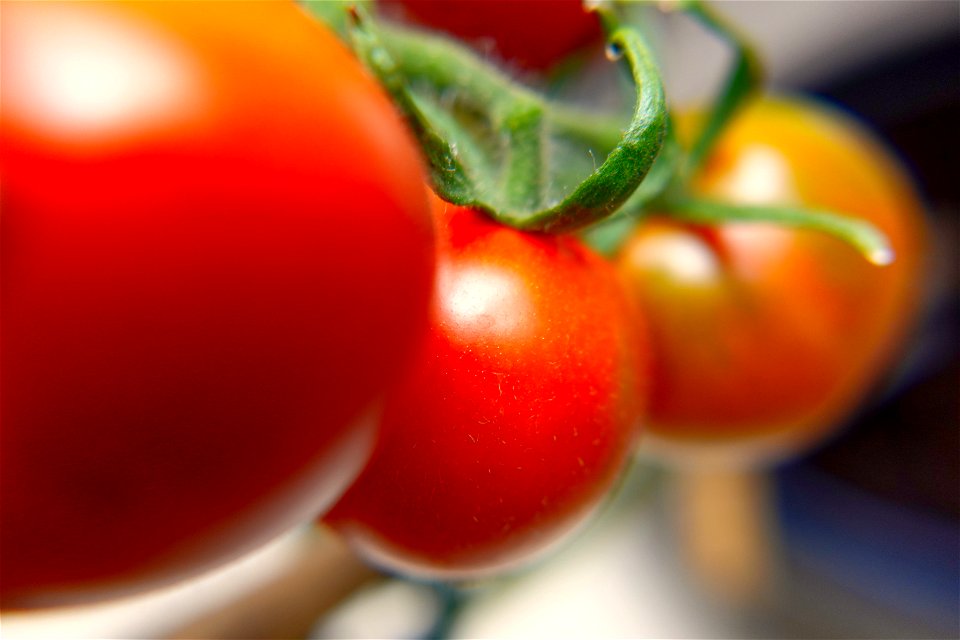 Red, almost ripe tomatoes