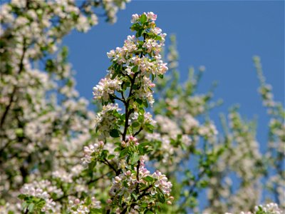 Весеннее цветение_4064-1 photo