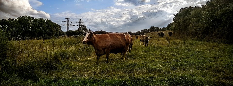 8 Cows Color photo