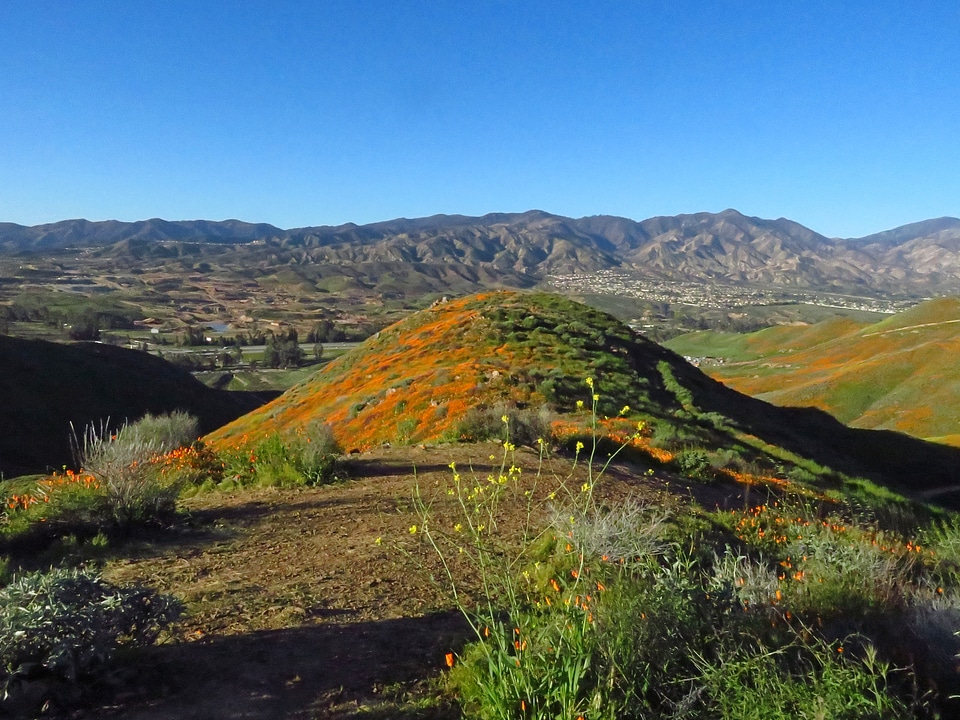 Wildflowers at Walker Canyon in California