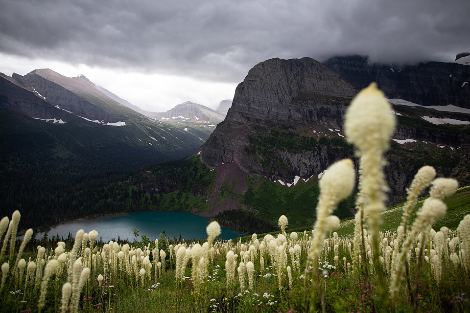 Beargrass above Grinnell Lake photo