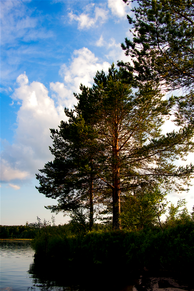 Дерево / Tree