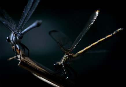 Couple of Dragonflies 2 photo