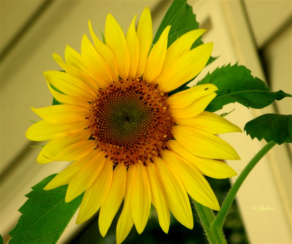 SUNNY FLOWER