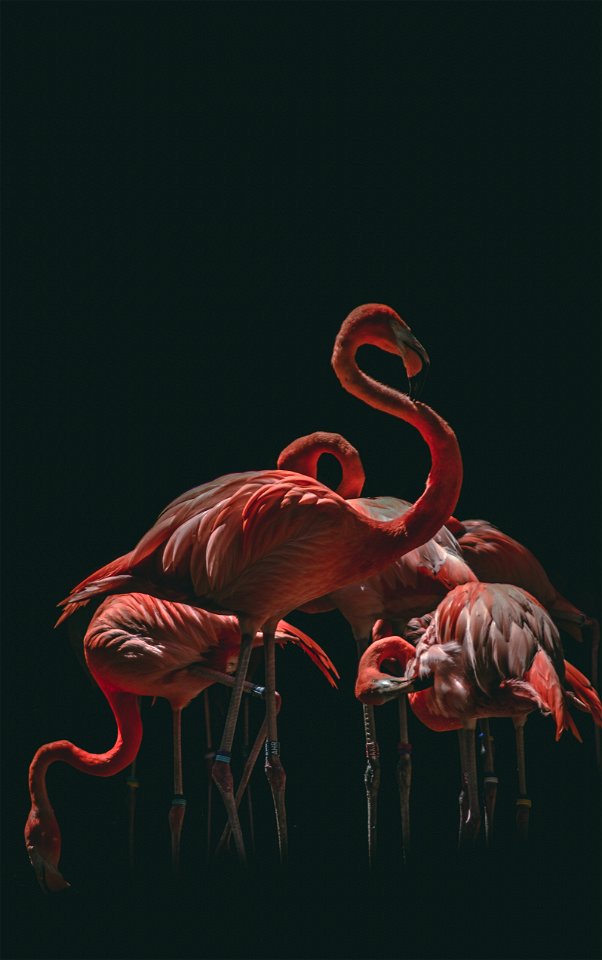 Flamingo photo