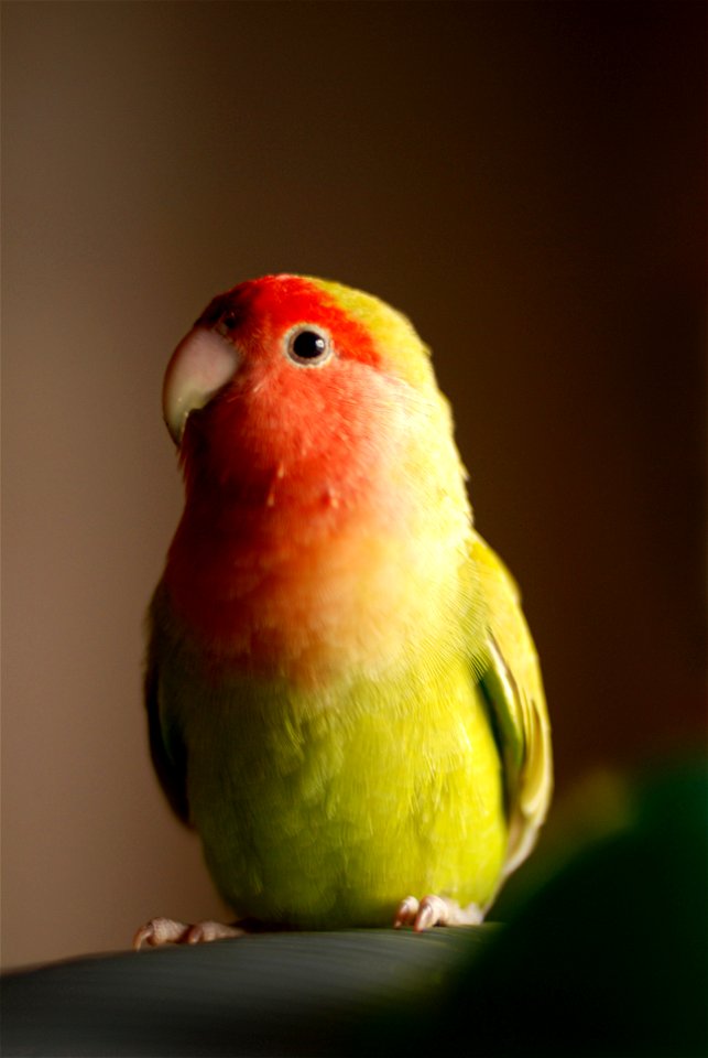 Kiwi II