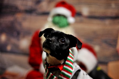 City of Elderly Love Claus for Paws Fundraiser