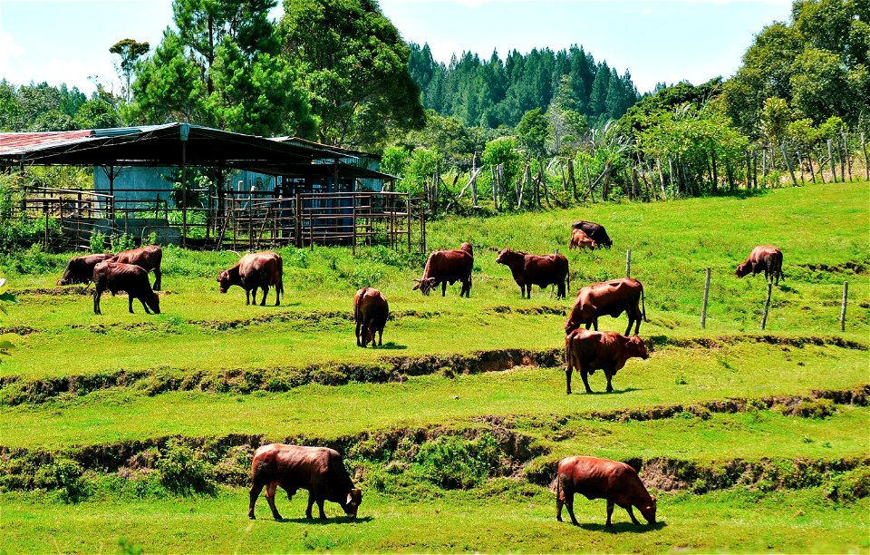 Siatas Barita Cattle Farm