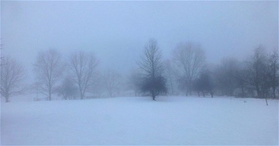 My Fading Orchard