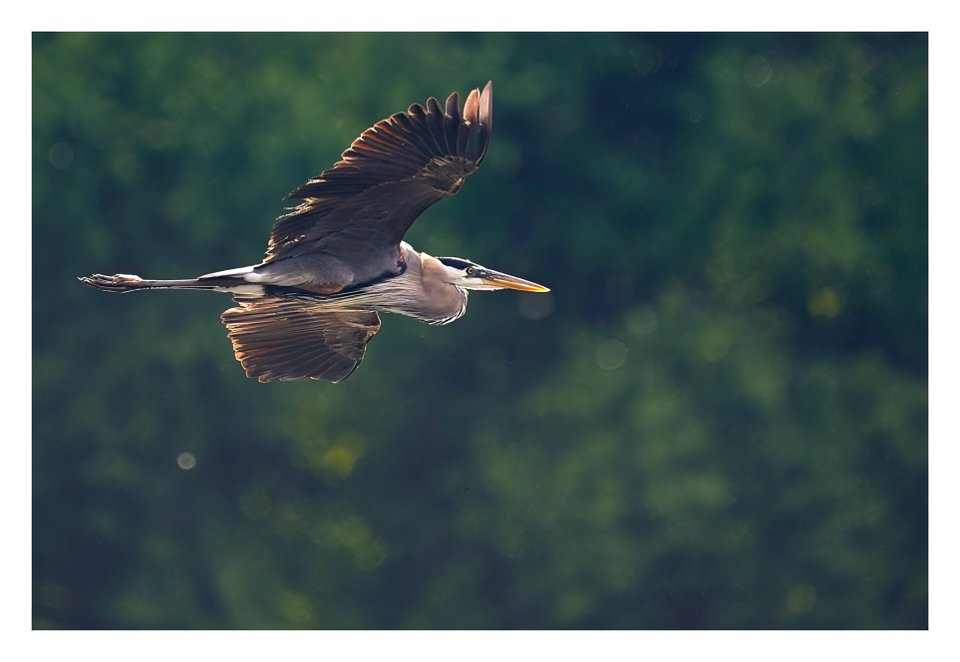 blue heron on the go