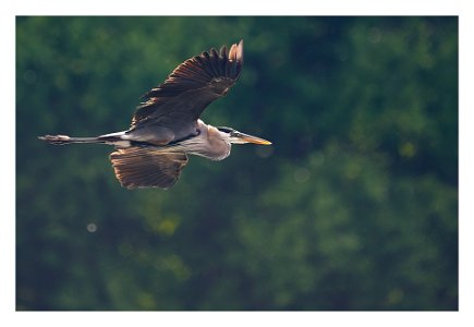 blue heron on the go