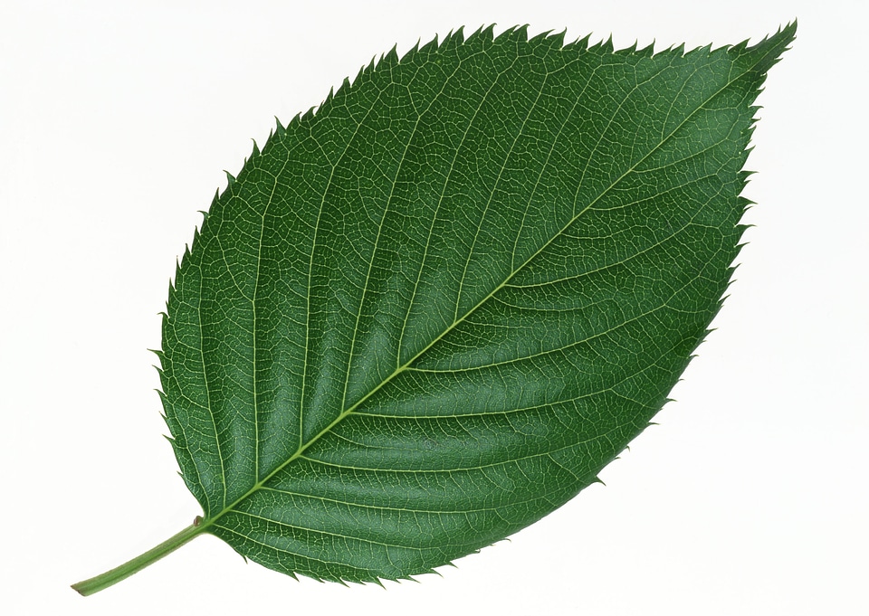 Green leaf vine isolated on white
