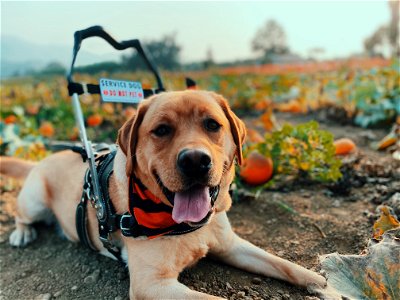 Service Dog