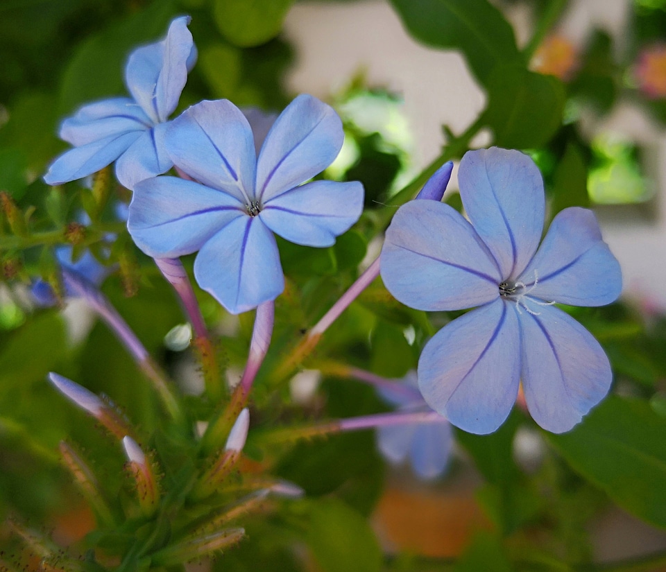 Commelina fasciculata, little blue flower